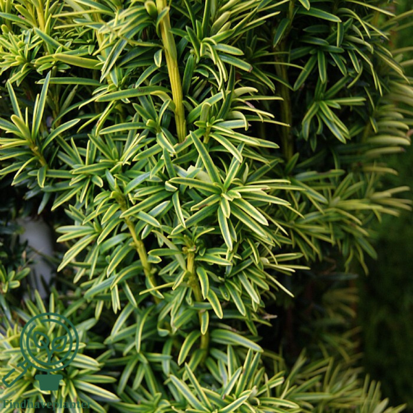 Taxus bac. 'Fastigiata Aurea' - Gulbroget søjletaks