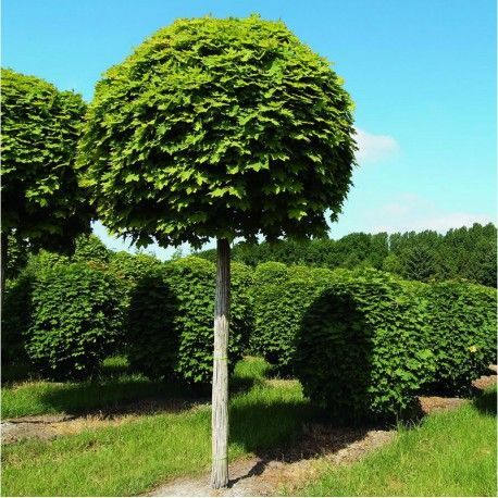 Acer platanoides 'Globosum', Kuglespidsløn