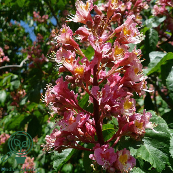 Aesculus carnea 'Briotii', Rød hestekastanje