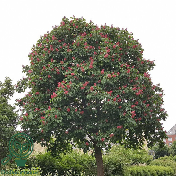 Aesculus carnea 'Briotii', Rød hestekastanje