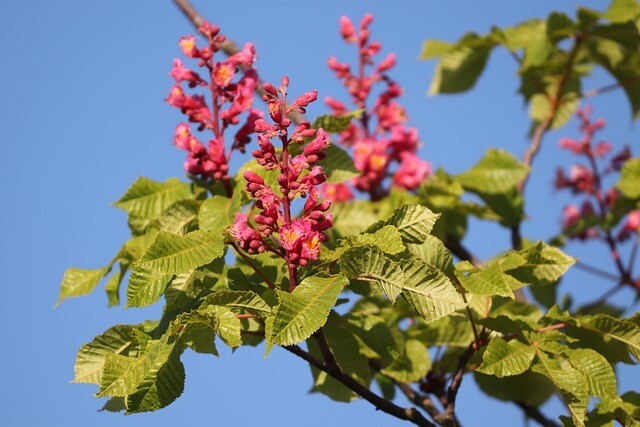 Aesculus carnea 'Briotii', Rød hestekastanje