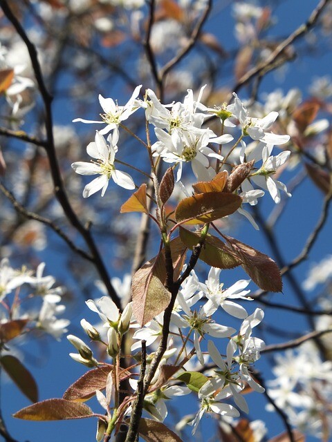 Amelanchier lamarckii, Bærmispel