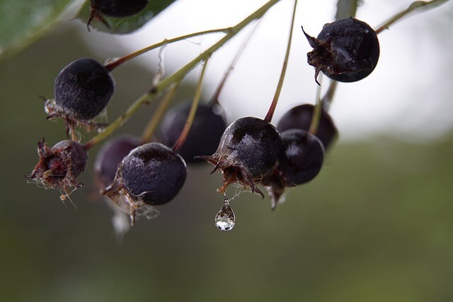 Amelanchier lamarckii, Bærmispel