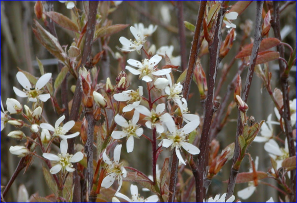 Amelanchier lamarckii, Bærmispel