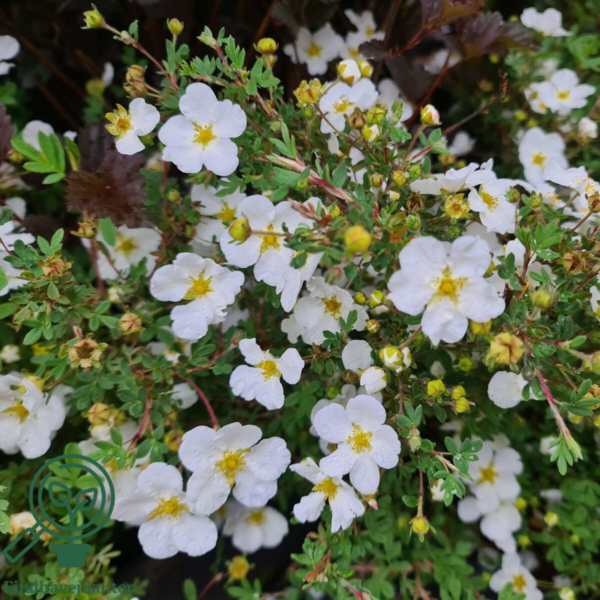 Potentilla fru. 'Abbotswood', Hvid potentil