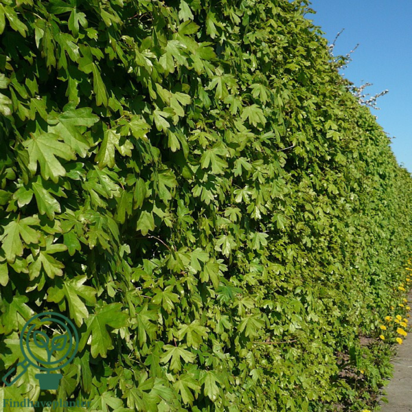 Acer campestre, Naur (barrods)