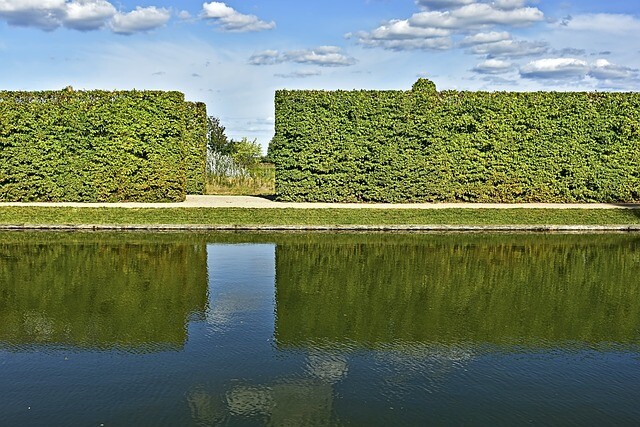 Acer campestre, Naur (barrods)