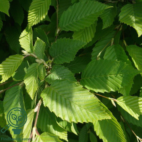 Carpinus Betulus, Avnbøg (barrods)