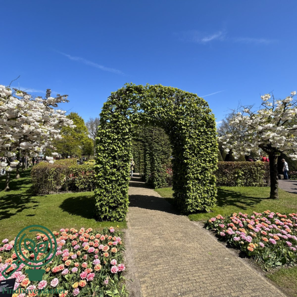 Carpinus Betulus, Avnbøg (barrods)