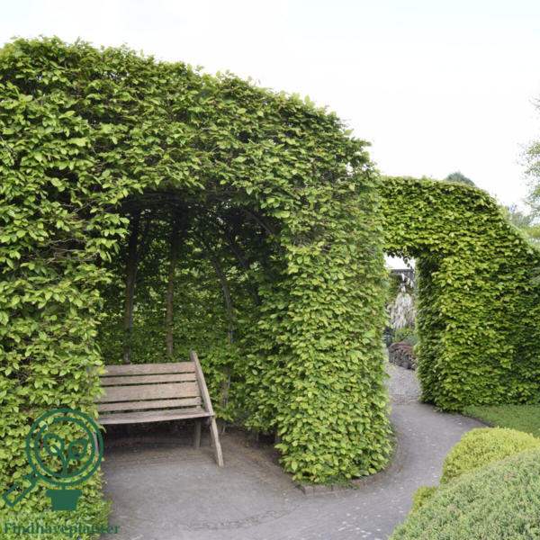 Carpinus Betulus, Avnbøg (barrods)