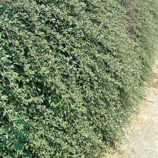 Cotoneaster dam. ’Coral Beauty’, Dværgmispel (barrods)