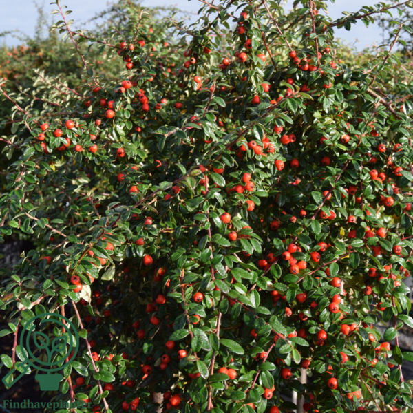 Cotoneaster dam. ’Coral Beauty’, Dværgmispel (barrods)