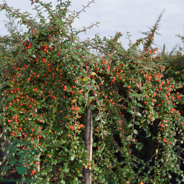 Cotoneaster dam. ’Coral Beauty’, Dværgmispel (barrods)