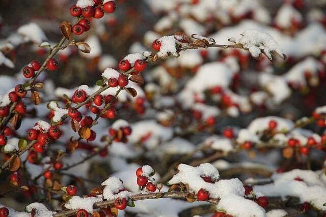 Cotoneaster dam. ’Coral Beauty’, Dværgmispel (barrods)