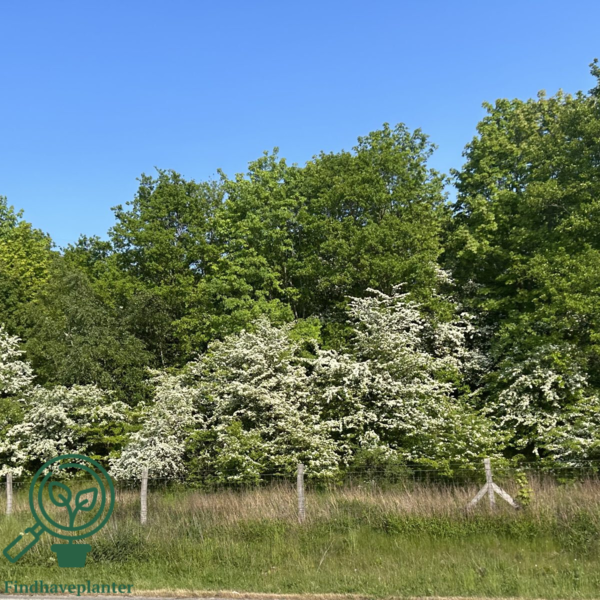 Crataegus monogyna, Engriflet hvidtjørn (barrods)