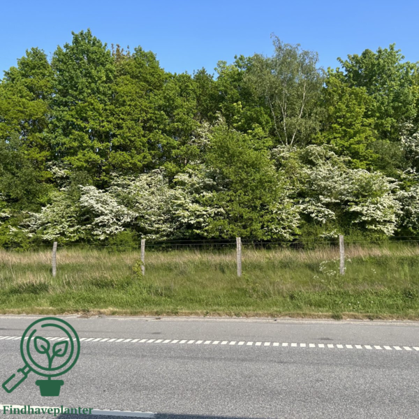 Crataegus monogyna, Engriflet hvidtjørn (barrods)