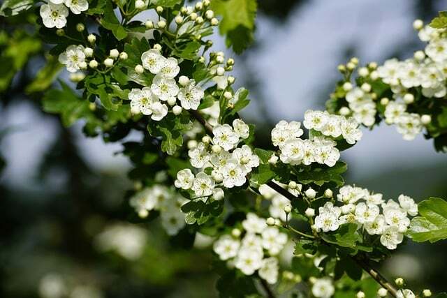 Crataegus monogyna, Engriflet hvidtjørn (barrods)