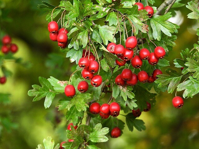 Crataegus monogyna, Engriflet hvidtjørn (barrods)