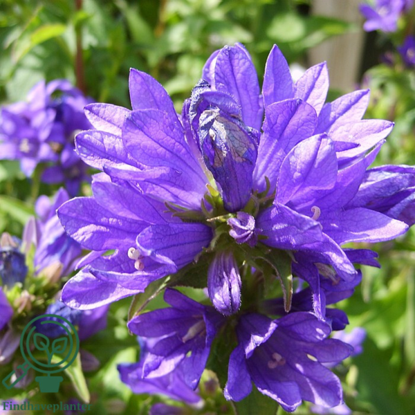 Campanula glomerata 'Acaulis', Klokkeblomst