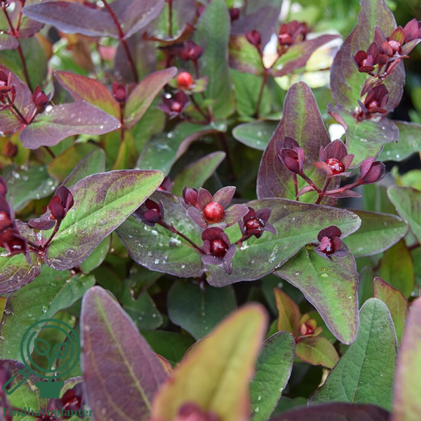 Hypericum inodorum 'Miracle Night', Perikon (barrods)