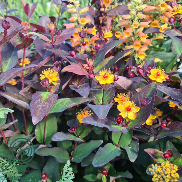 Hypericum inodorum 'Miracle Night', Perikon (barrods)