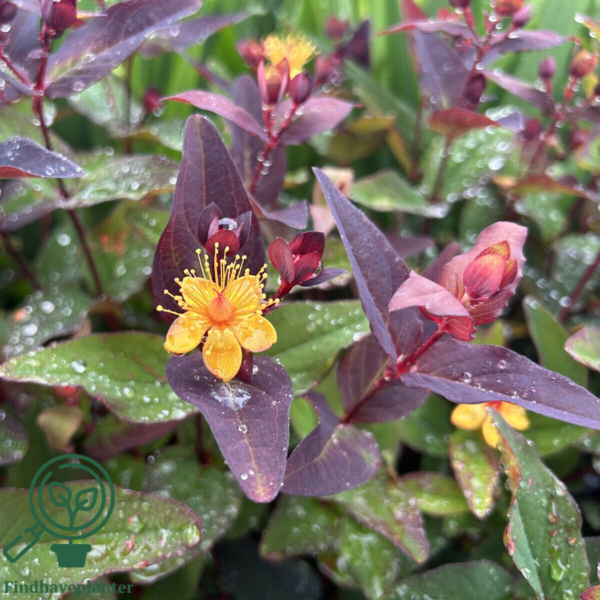 Hypericum inodorum 'Miracle Night', Perikon (barrods)