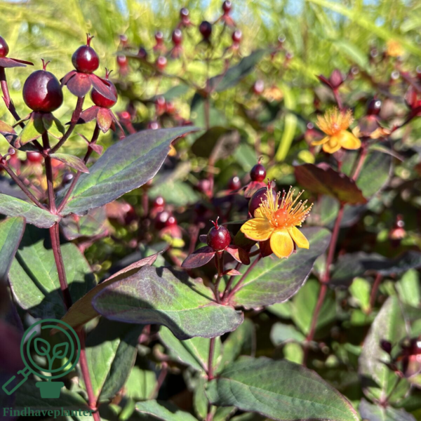 Hypericum inodorum 'Miracle Night', Perikon (barrods)