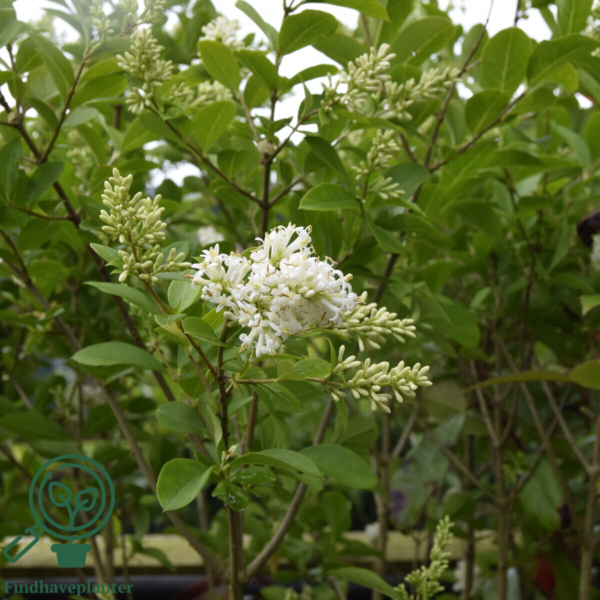 Ligustrum ovalifolium, Bredbladet liguster (barrods)