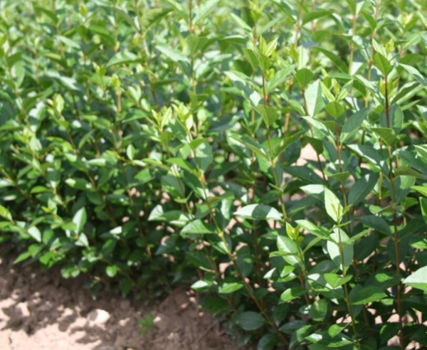 Ligustrum ovalifolium, Storbladet liguster (barrods)