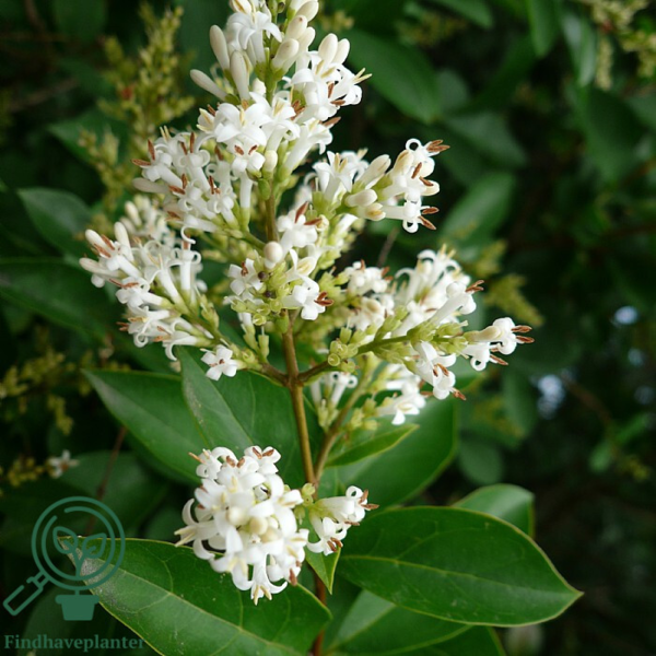 Ligustrum vulgare ‘Liga’, Alm. liguster (barrods)