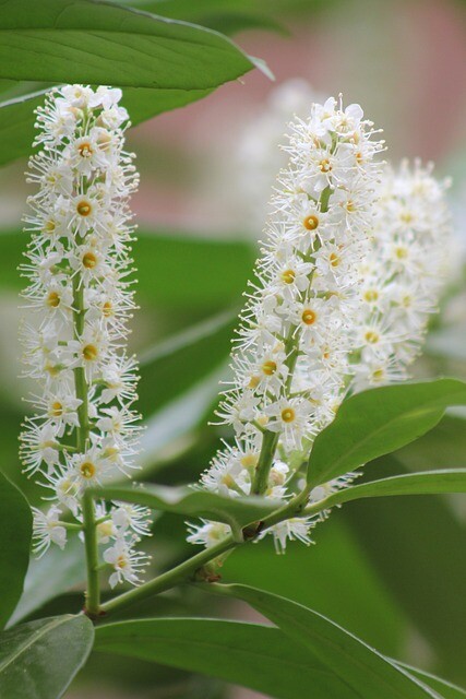 Ligustrum vulgare ‘Liga’, Alm. liguster (barrods)