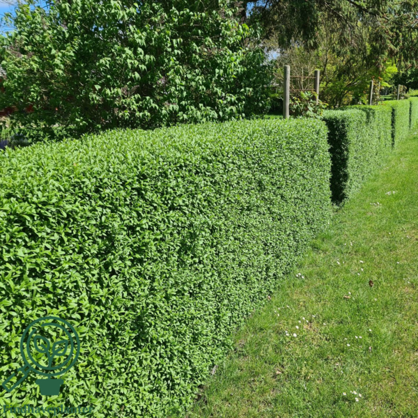 Ligustrum vulgare ‘Liga’, Alm. liguster (barrods)