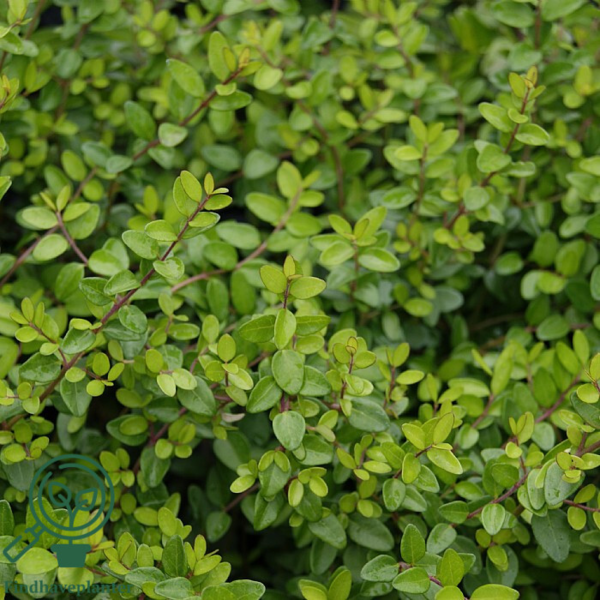 Lonicera pileata, Gedeblad-liguster