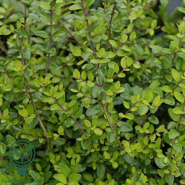 Lonicera pileata, Gedeblad-liguster