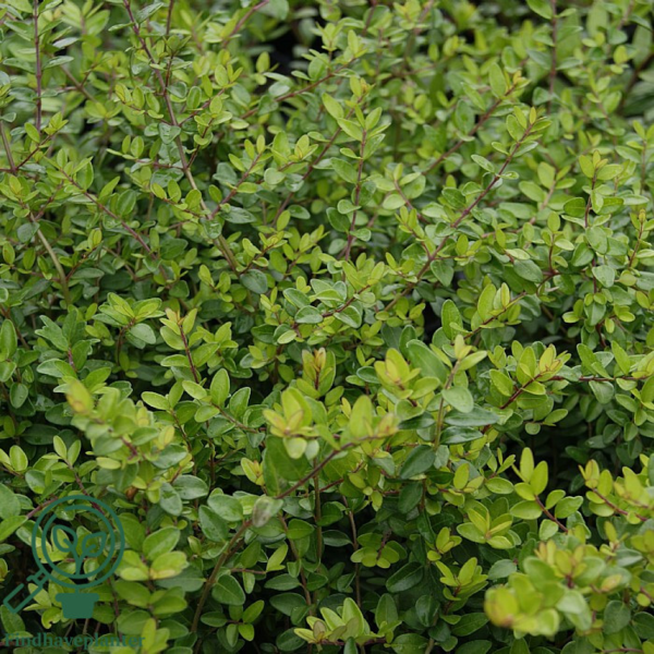 Lonicera pileata, Gedeblad-liguster