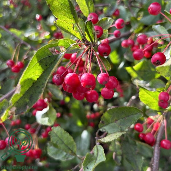 Malus sargentii, Sargentæble (barrods)