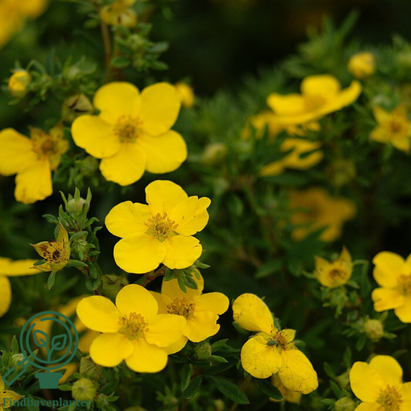 Potentilla fru.’Goldfinger’, Buskpotentil
