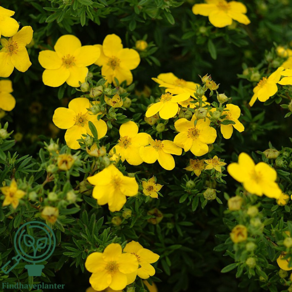 Potentilla fru.’Goldfinger’, Buskpotentil