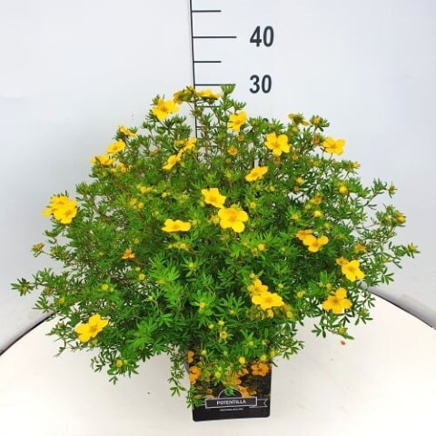 Potentilla fru.’Goldfinger’, Buskpotentil