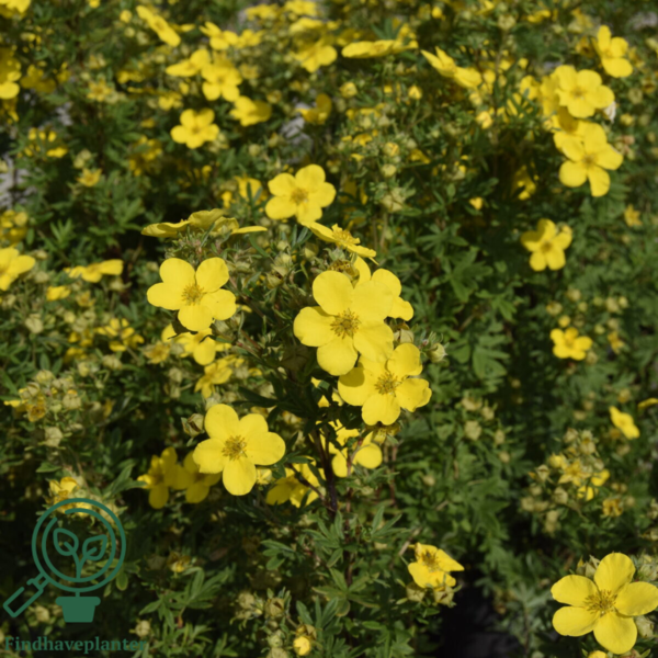 Potentilla fru.’Goldfinger’, Buskpotentil