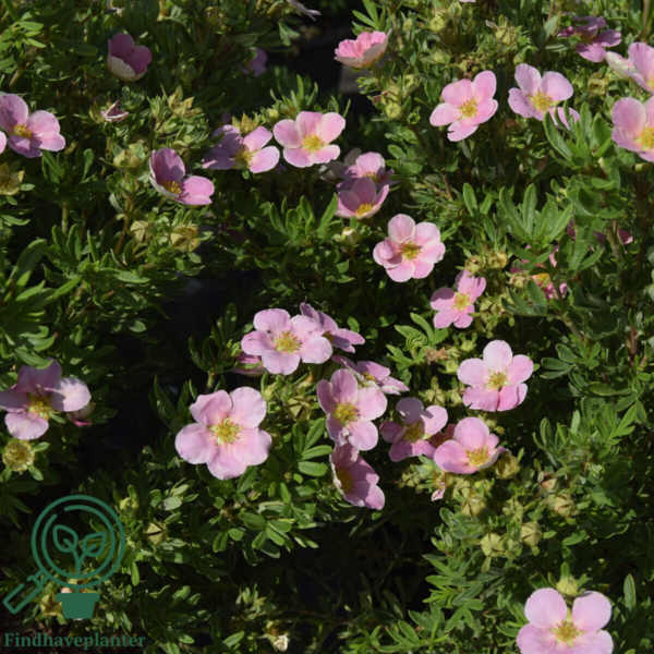 Potentilla fru. ’Lovely Pink’, Potentil