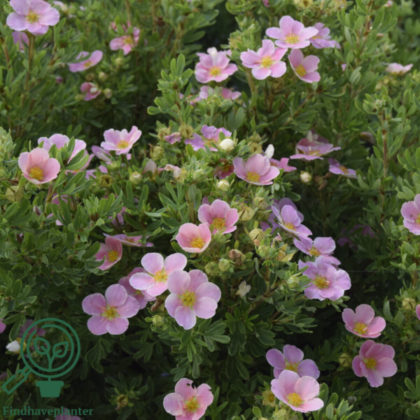 Potentilla fru. ’Lovely Pink’, Potentil
