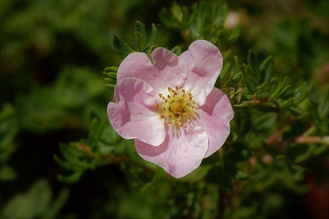 Potentilla fru. ’Lovely Pink’, Potentil