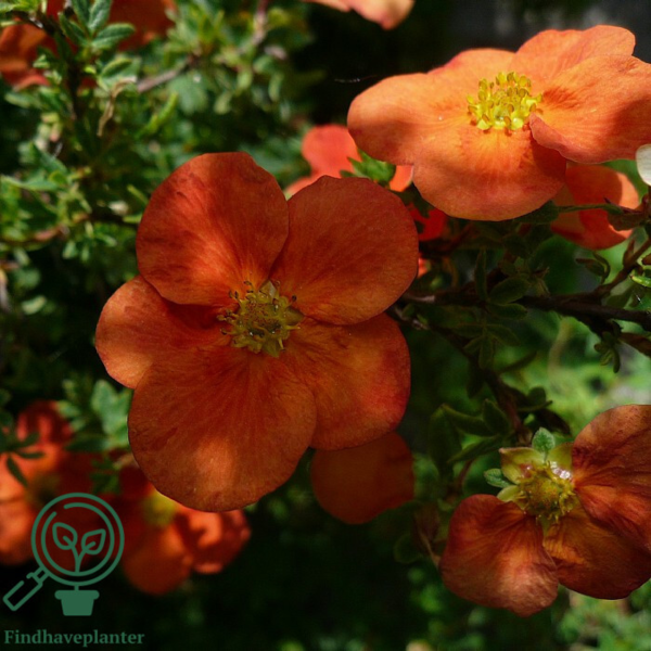 Potentilla fru. 'Red Robin', Buskpotentil (barrods)