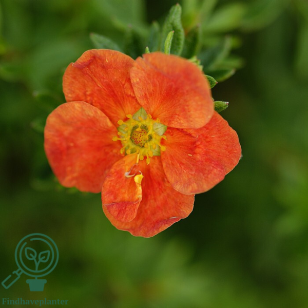Potentilla fru. 'Red Robin', Buskpotentil (barrods)