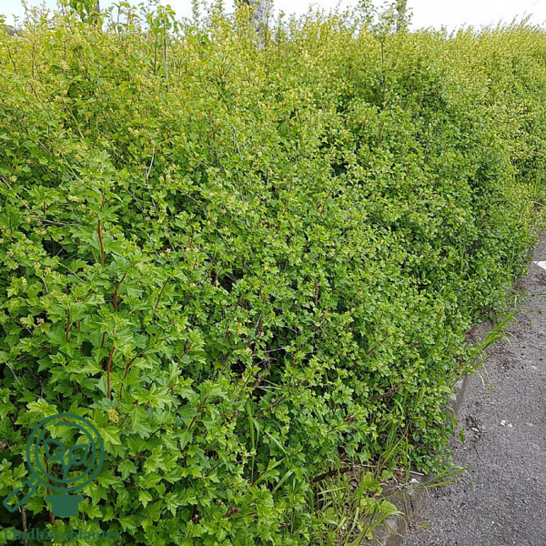 Ribes alpinum, fjeldribs (barrods)