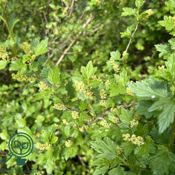 Ribes alpinum, fjeldribs (barrods)
