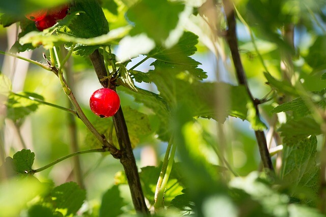 Ribes alpinum, fjeldribs (barrods)