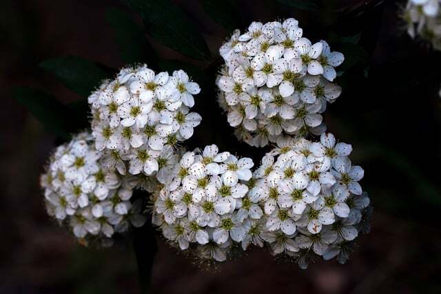 Spiraea betulifolia