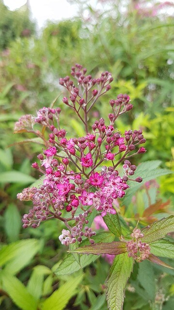 Spiraea bumalda ’Froebelii’